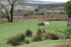 For Sale – 87.11 acres of agricultural land, Derrineden, Waterville, Co. Kerry