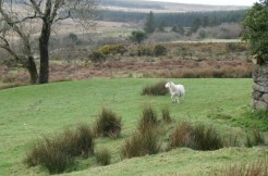 For Sale – 87.11 acres of agricultural land, Derrineden, Waterville, Co. Kerry